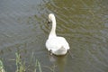 Majestic white swan glides gracefully across a tranquil lake Royalty Free Stock Photo