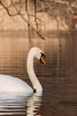 Majestic white swan gliding across a tranquil lake. Royalty Free Stock Photo