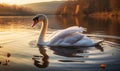 Majestic White Swan Gliding on a Tranquil Lake at Sunset Golden Light Reflecting on Peaceful Waters Royalty Free Stock Photo