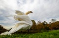 A majestic white swan in the grass at a lake Royalty Free Stock Photo