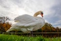 A majestic white swan in the grass at a lake Royalty Free Stock Photo