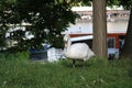 Majestic white Swan on the lake Royalty Free Stock Photo