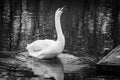 A majestic white swan stands up out of the waterr
