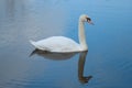 Majestic white swan moving through blue water.