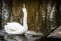 A majestic white swan sings a song Royalty Free Stock Photo