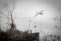 Majestic white swan soaring above a tranquil lake Royalty Free Stock Photo