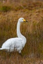 Majestic white swan standing atop a lush green grass field. Royalty Free Stock Photo