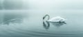 majestic white swan swimming on a foggy lake Royalty Free Stock Photo