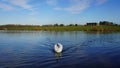 Majestic white swan swimming on the lake water on the background of the green shore with a cabin Royalty Free Stock Photo