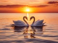 2 majestic white swans swim in the glassy waters of the Baltic Sea in front of a stunning orange sunset. The swans form a heart