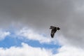 Majestic white-tailed eagle soaring through a picturesque sky filled with fluffy white clouds Royalty Free Stock Photo