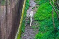 Majestic white tiger  walking along a winding pathway of lush green grass and brown dirt Royalty Free Stock Photo