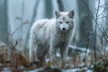 Majestic White Wolf Standing in a Misty Forest, Winter Wildlife Scene with Serene Canine Predator Royalty Free Stock Photo