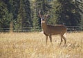 A Majestic Whitetail Buck Royalty Free Stock Photo