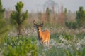 Majestic whitetail buck stands in a field of wild grass and weeds Royalty Free Stock Photo