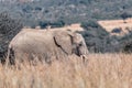 African Elephant in Pilanesberg South Africa wildlife safari Royalty Free Stock Photo