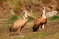 The majestic black vulture Royalty Free Stock Photo