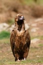 The majestic black vulture Royalty Free Stock Photo