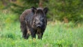 Majestic wild boar, sus scrofa, with wet fur looking defenceless on the clearing