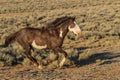 Wild Horse Running in Sand Wash Basin Colorado Royalty Free Stock Photo