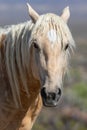 Majestic Wild Horse Portrait Royalty Free Stock Photo