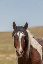 Majestic Wild Horse Portrait Royalty Free Stock Photo