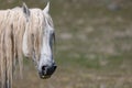 Majestic Wild Horse Portrait Royalty Free Stock Photo