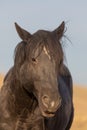 Majestic Wild Horse Portrait Royalty Free Stock Photo