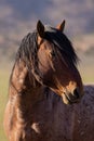 Wild Horse Portrait in the Utah desert Royalty Free Stock Photo