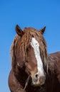 Majestic Wild Horse Portrait in Utah in Springtime Royalty Free Stock Photo