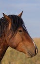 Majestic Wild Horse Portrait in the Wyoming Desert Royalty Free Stock Photo