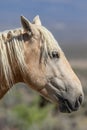 Majestic Wild Horse Side Portrait Royalty Free Stock Photo