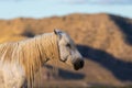 Majestic Wild Horse Stallion Close up