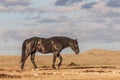 Majestic Wild Horse Stallion in the Desert