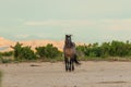 Majestic Wild Horse Stallion