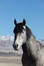 Majestic Wild Horse Portrait Royalty Free Stock Photo