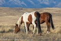 Majestic Wild Horses in Fall in Utah