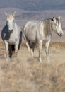 Majestic Wild Horses in the Utah desert Royalty Free Stock Photo
