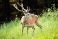 Majestic wild red deer stag with growing antlers in fresh green nature