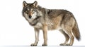 Majestic Wild Wolf Isolated on White Background for Adobe Stock Photos Royalty Free Stock Photo