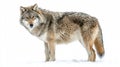 Majestic Wild Wolf Isolated on White Background for Adobe Stock Photos Royalty Free Stock Photo