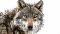 Majestic Wild Wolf Isolated on White Background for Adobe Stock Photos Royalty Free Stock Photo