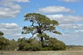 Majestic windswept pine tree on grassy beach sand Royalty Free Stock Photo