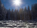 Winter Snowy Forest and Sunlight