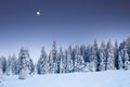 Majestic winter landscape with snowy fir trees. Winter postcard
