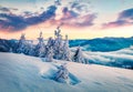 Majestic winter sunrise in Carpathian mountains with snow covered fir trees. Splendid morning scene of mountains hills covered by Royalty Free Stock Photo