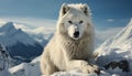 Majestic wolf in arctic landscape, snowing, looking at camera generated by AI Royalty Free Stock Photo