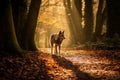 Majestic wolf silhouette in misty autumn forest, captivating wildlife view in tranquil landscape