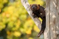 Majestic wolverine hang on a tree in front of the colourful background