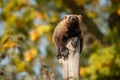 Majestic wolverine hang on a tree in front of the colourful background